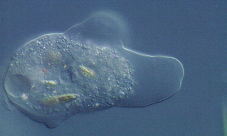 Les Protozoaires - Cytologie des Protozoaires - 4mn 36s